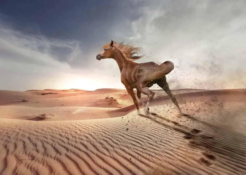 arabian-horses