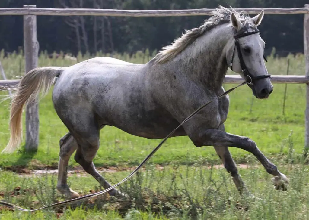 grey-horses