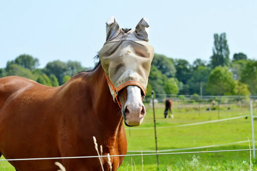 horse-eyes-cover