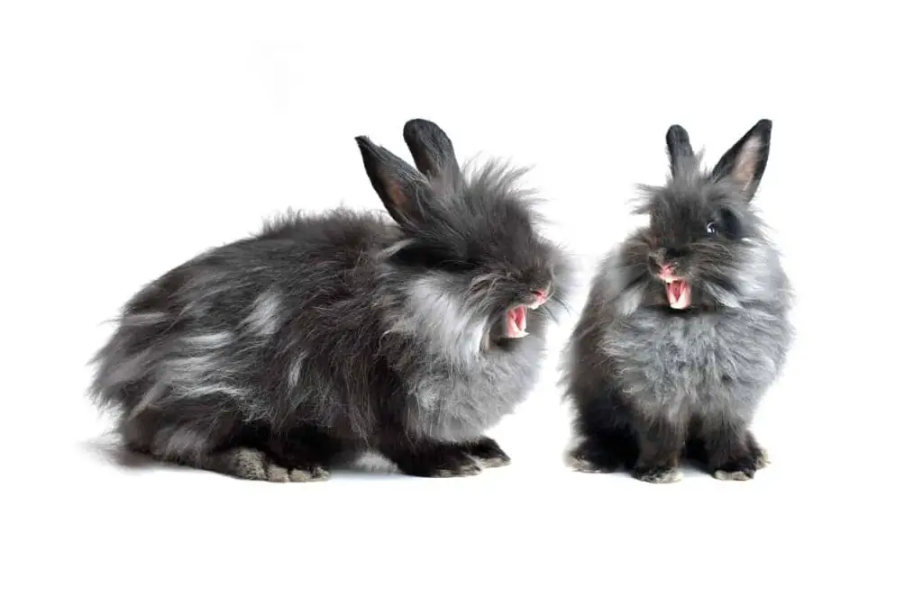 rabbit-yawn