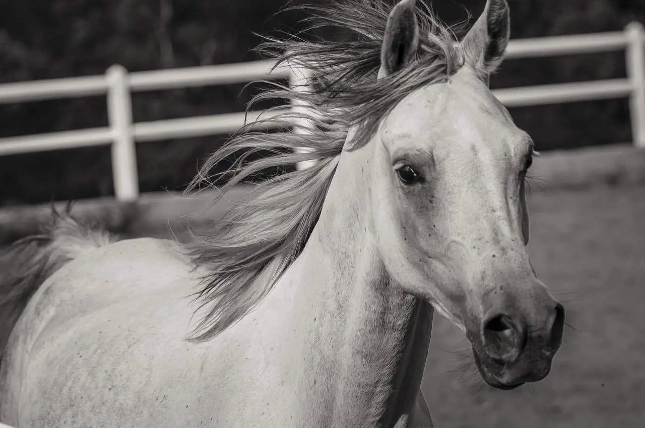 White Horse Breed: 15 Answers You Should Know