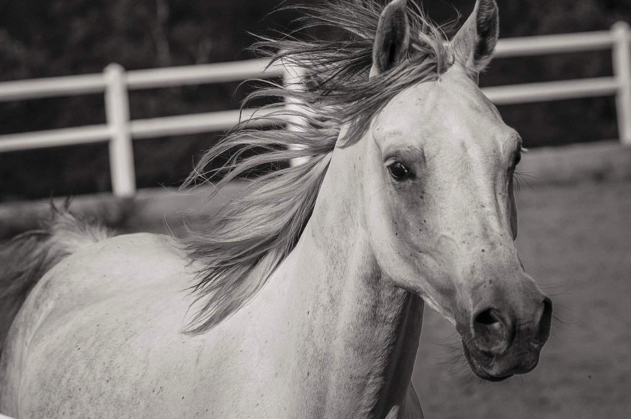 white horse breed