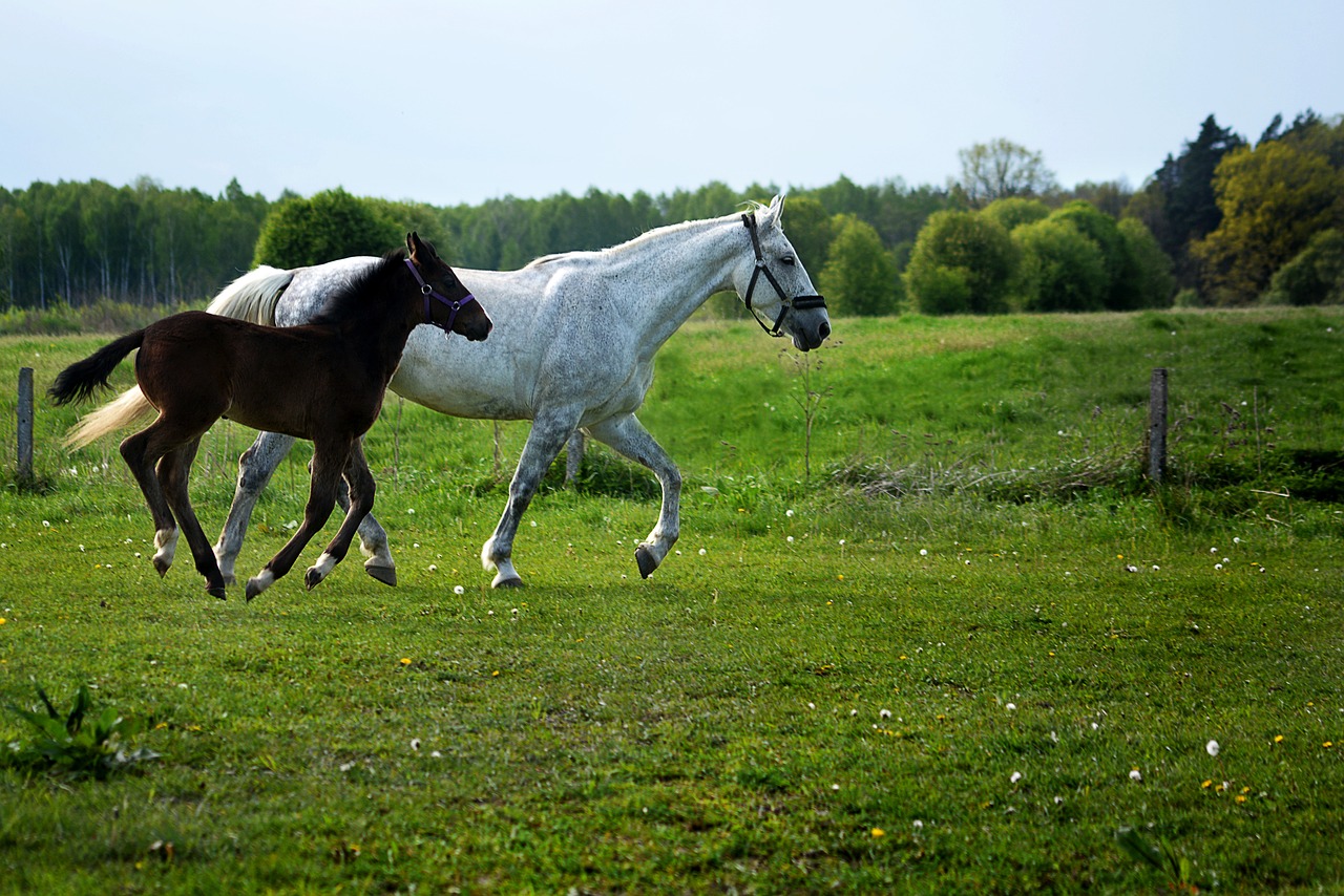 fun-question-what-is-a-female-horse-called-horse-is-love