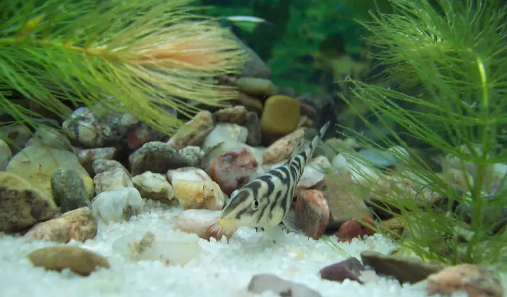 Yoyo Loach: 10 Basic Things You Need to Know