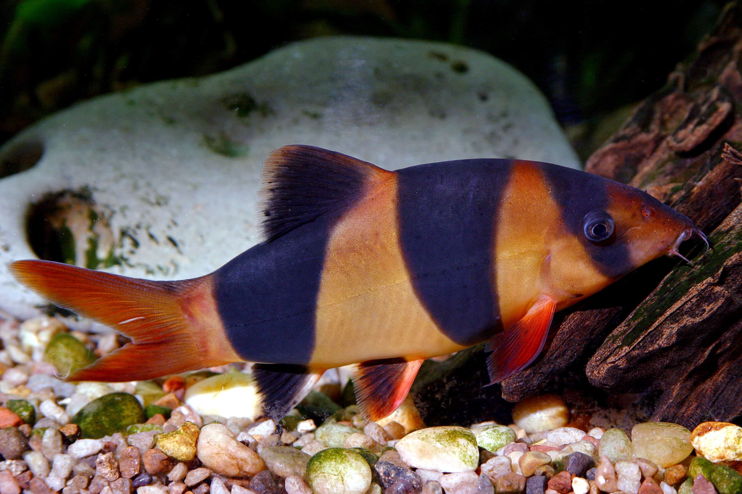 Clown Loach