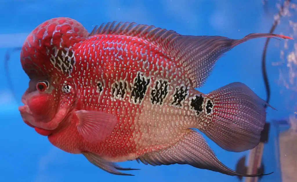 Flowerhorns