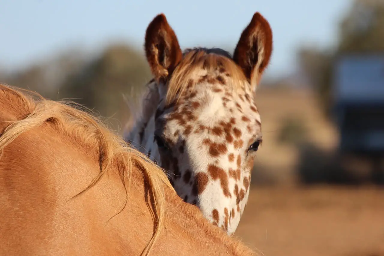 Are Horses and Giraffes Related? 7 Interesting Facts You Should Know