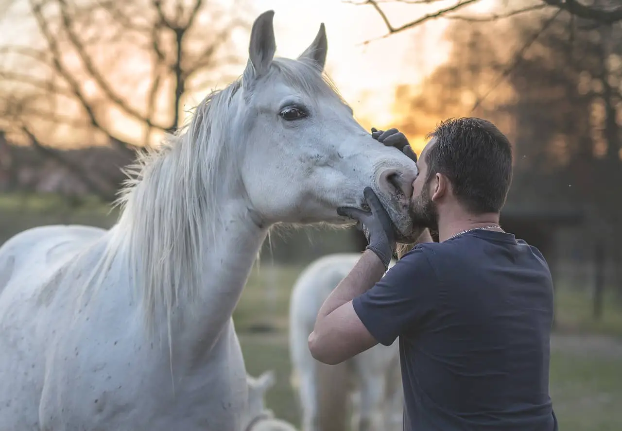 Are Horses Friendly? 6 Popular Horse Breeds Checked!