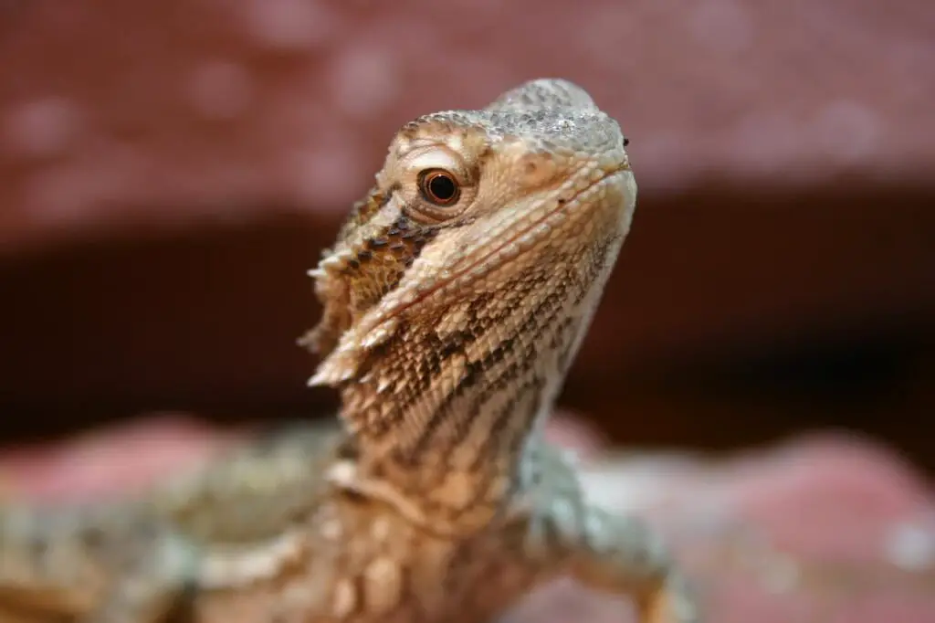 Bearded Dragons