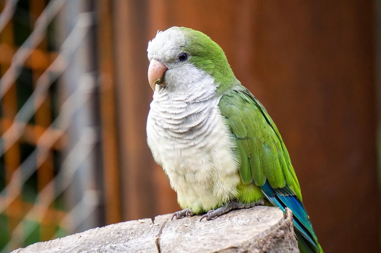 Can Parakeets Eat Crackers, Tomatoes, Almonds, Peanuts? (and More