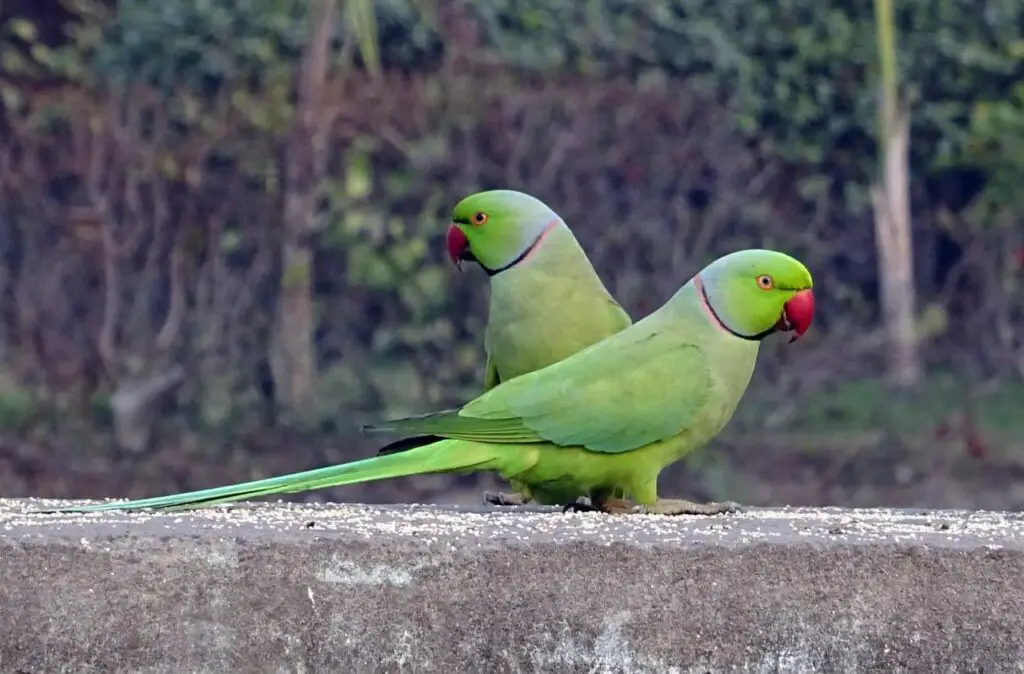 Parakeets