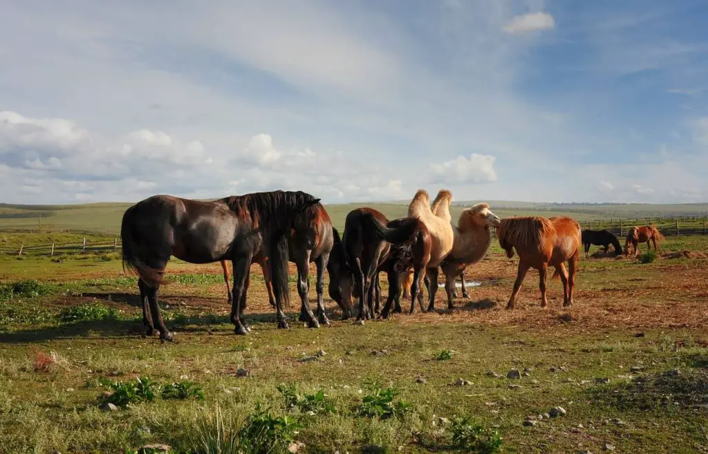 Are Horses Afraid, Stronger, Faster, or Hate Camels? - Xtrapets