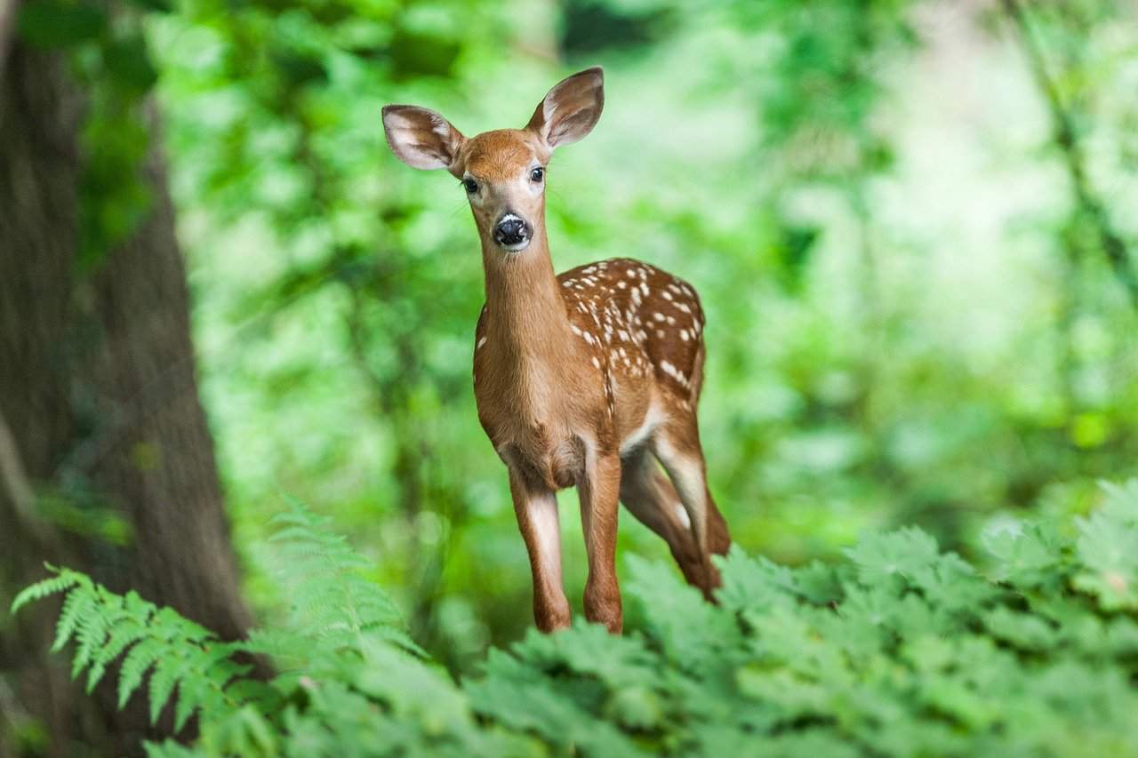 boreal-forest-mammals-meet-north-s-majestic-animals