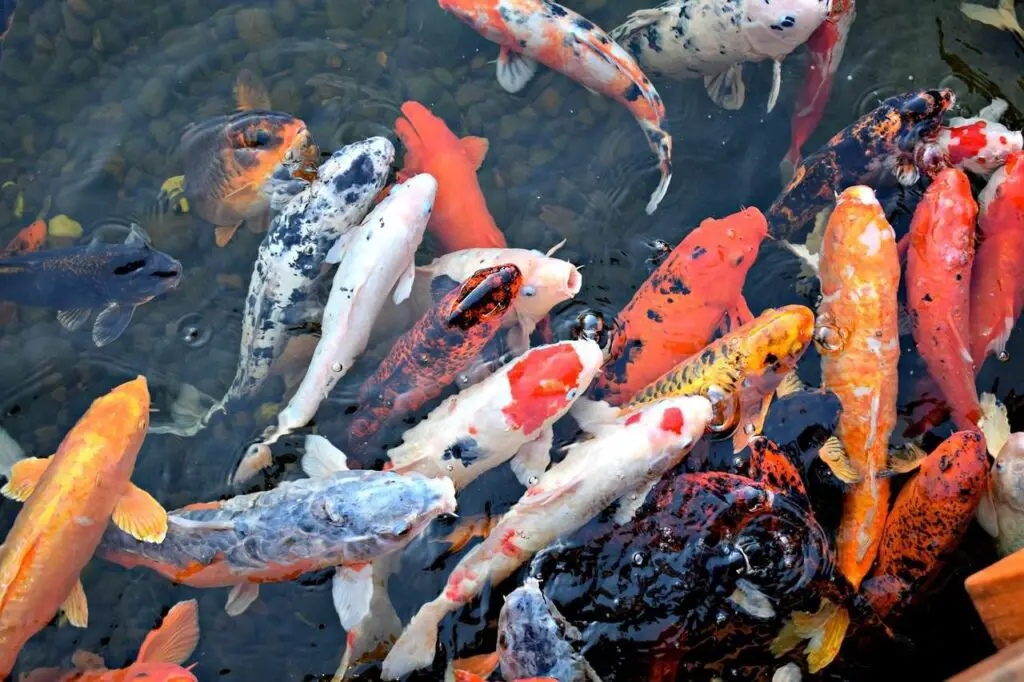 Koi Fish