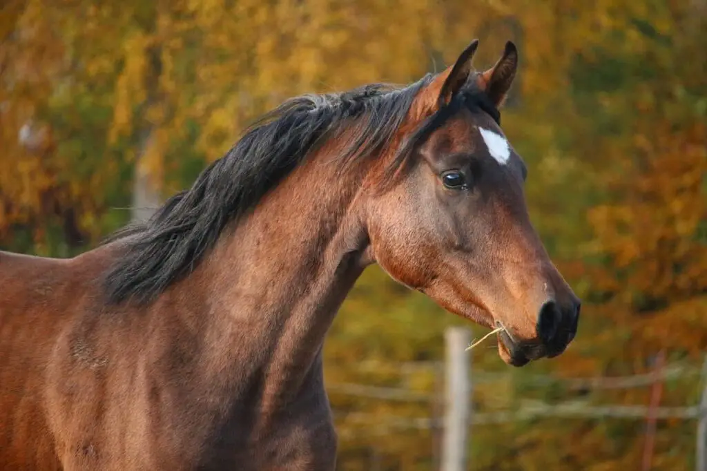 thoroughbreds horse