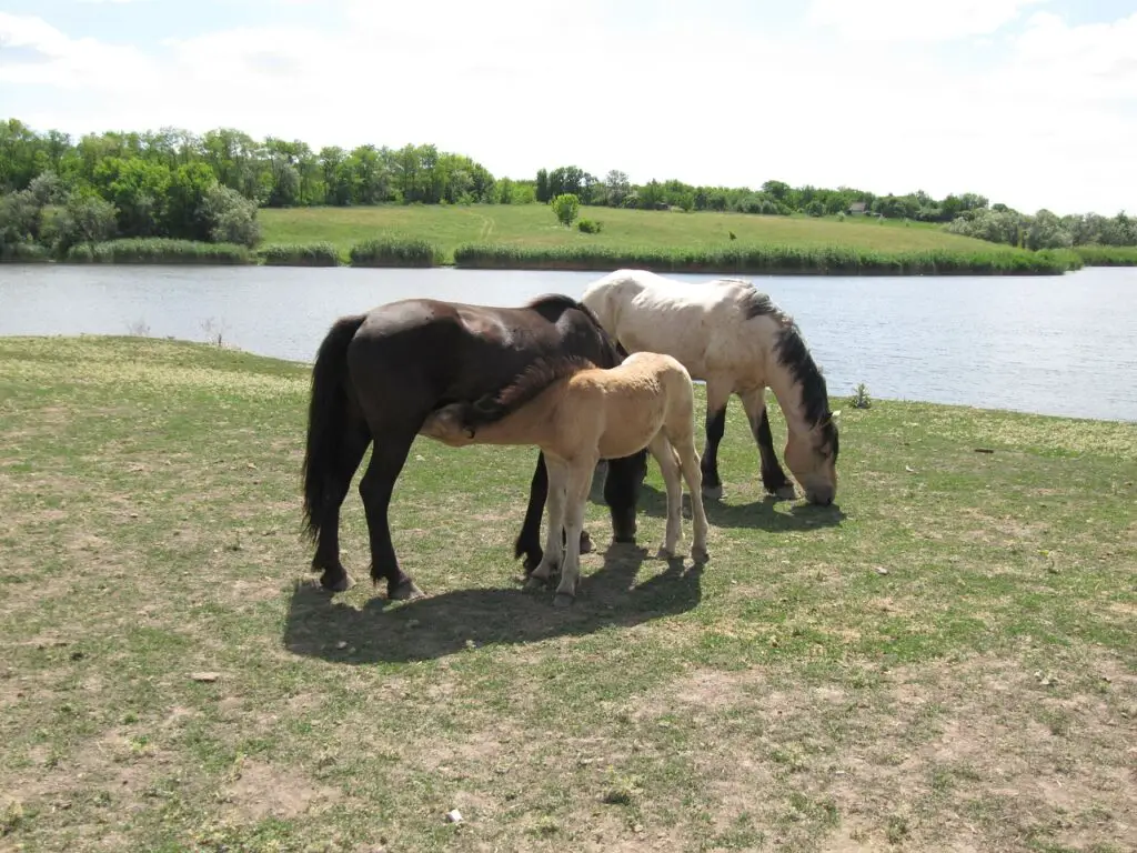 Stallions-Geldings