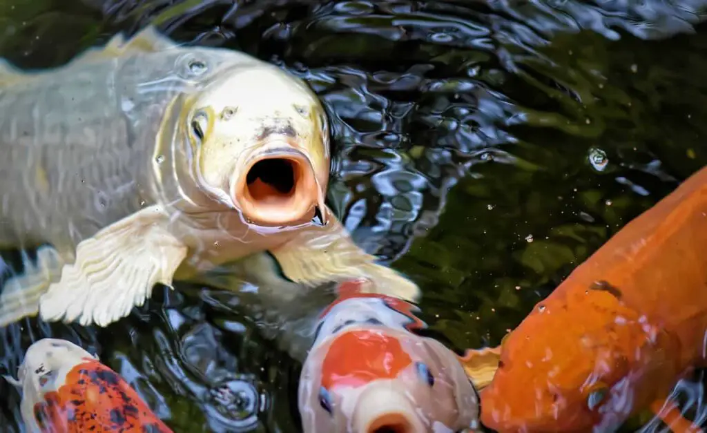 Koi Fish