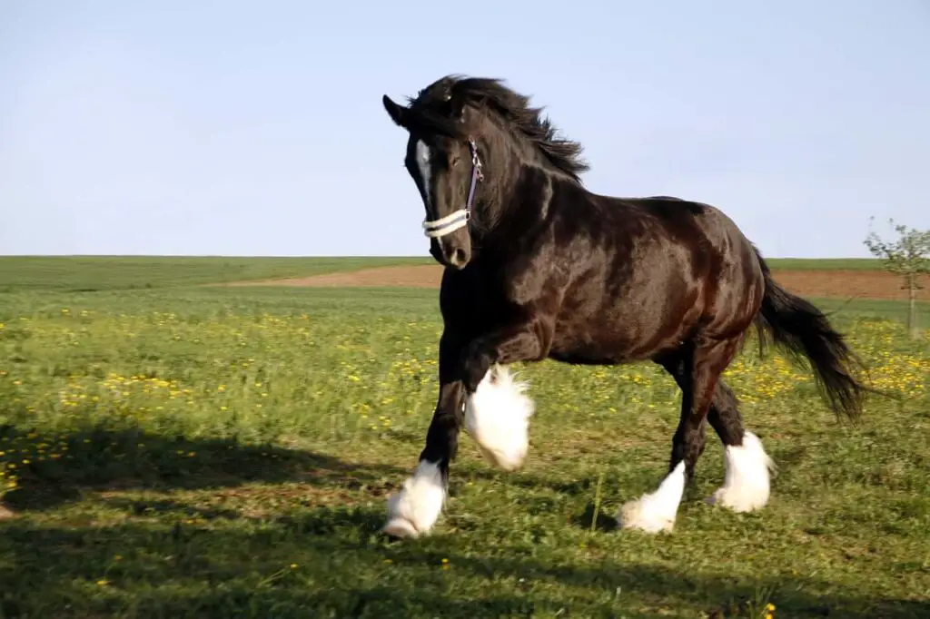 horses feathers