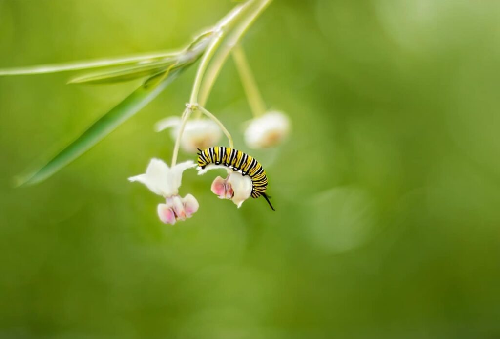 Caterpillars