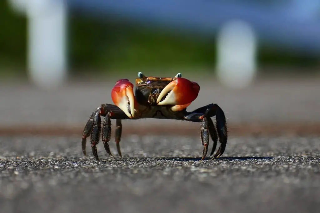 crab