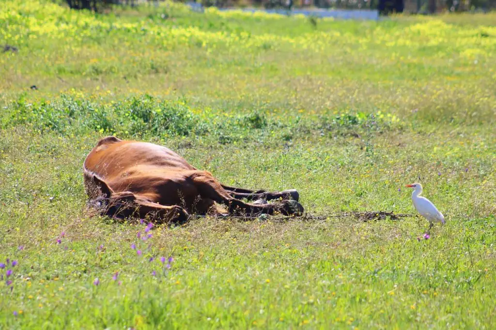 horses-get-tired