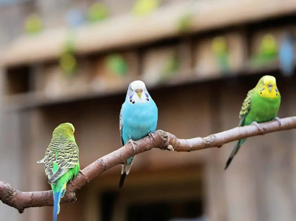 Parakeets