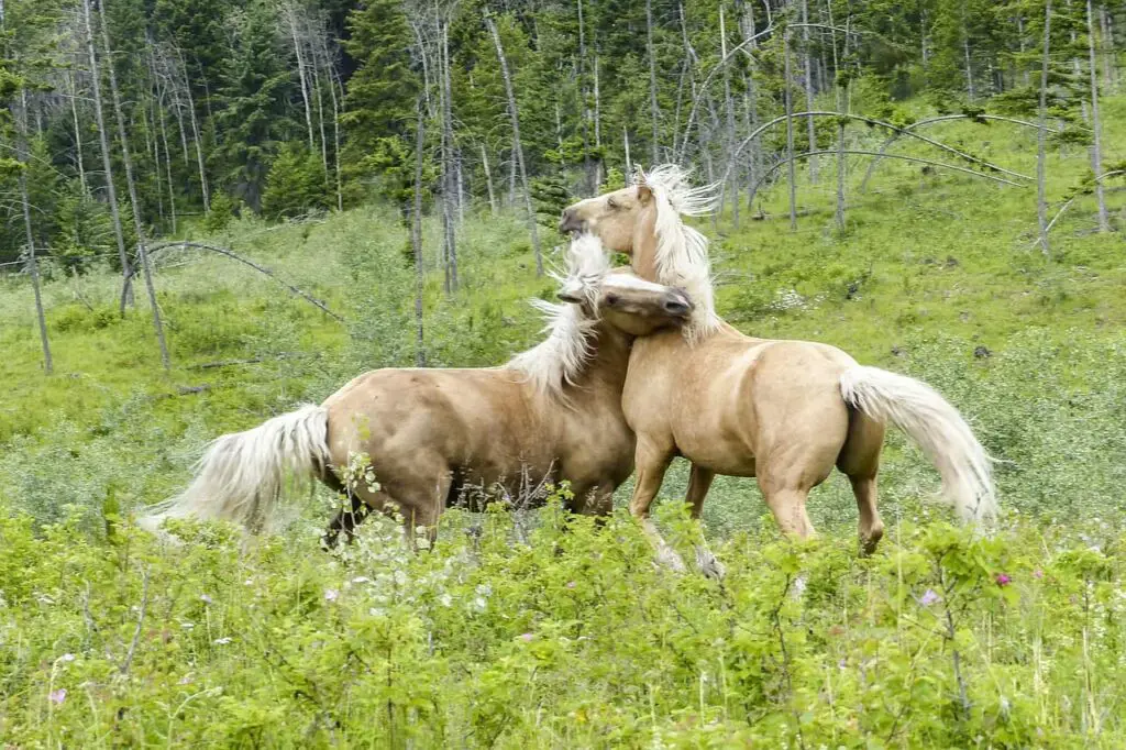 horses-fight