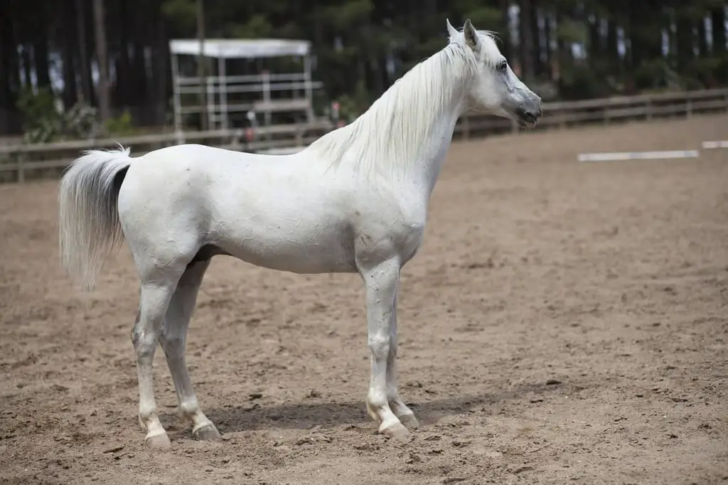 white-horses