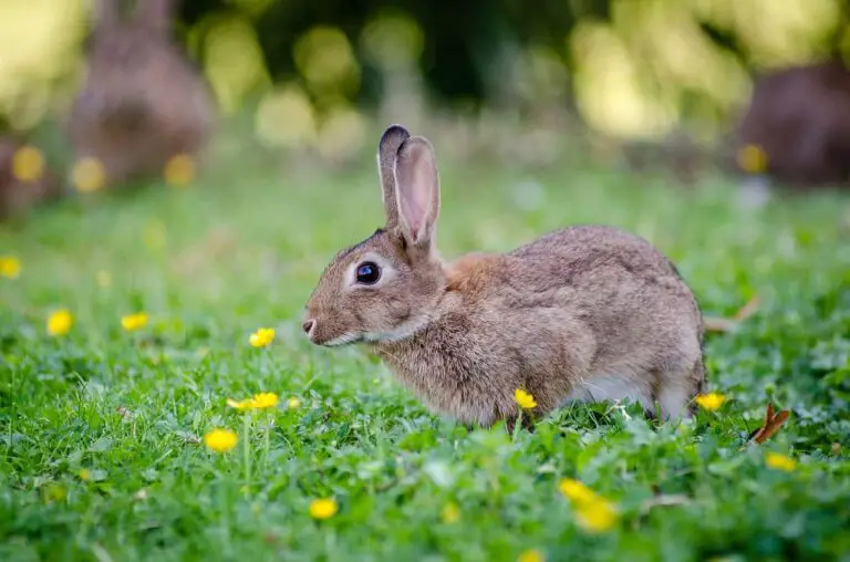 Are Rabbits & Kangaroos Related? 10 Facts You Should Know - Xtrapets