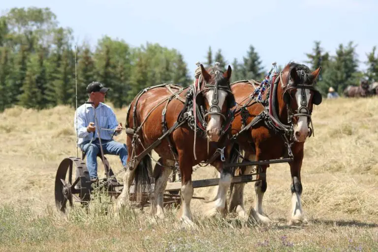 Clydesdale VS Quarter Horse: Differences & Questions Answered - Xtrapets