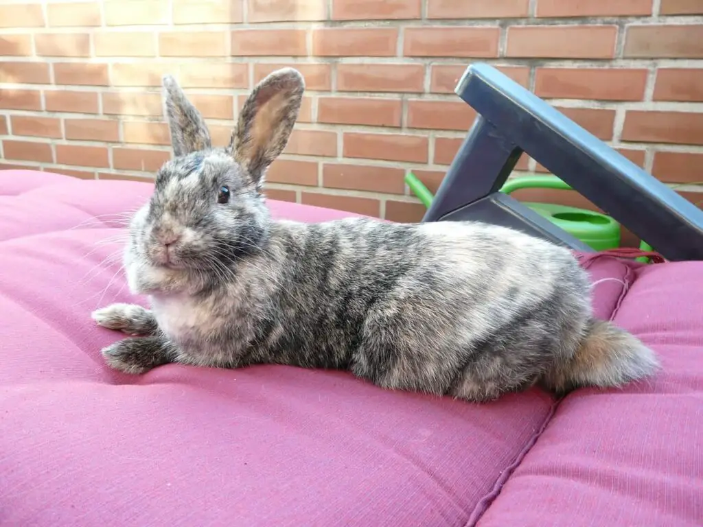 rabbit-lazy