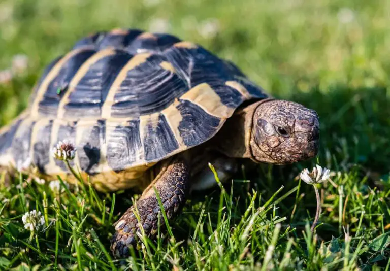 How to Tell If Your Tortoises is Sad or Depressed (& What to Do) - Xtrapets