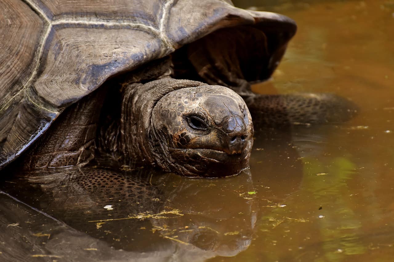 Why Are Tortoises Slow? (3 Main Reason Revealed) – http://xtrapets.com