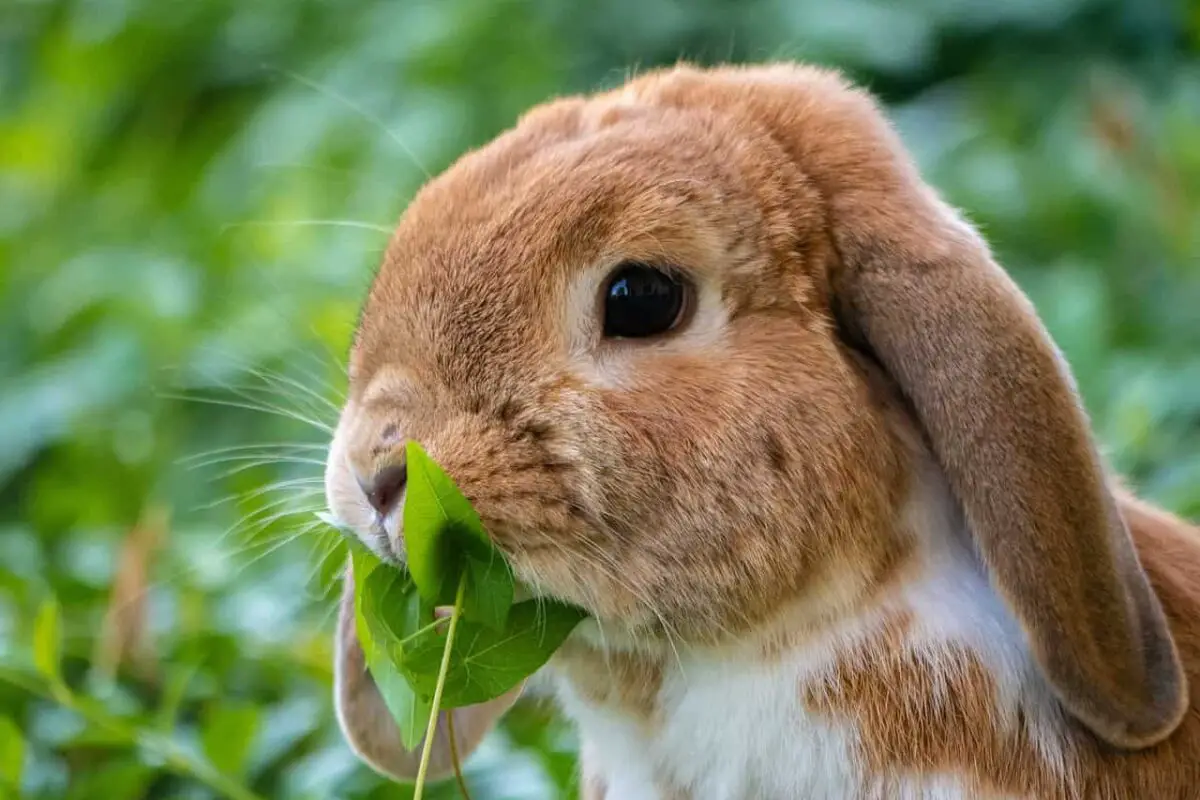 Do Rabbits Attract Flies, Bugs, Spiders, Ants, & Others?