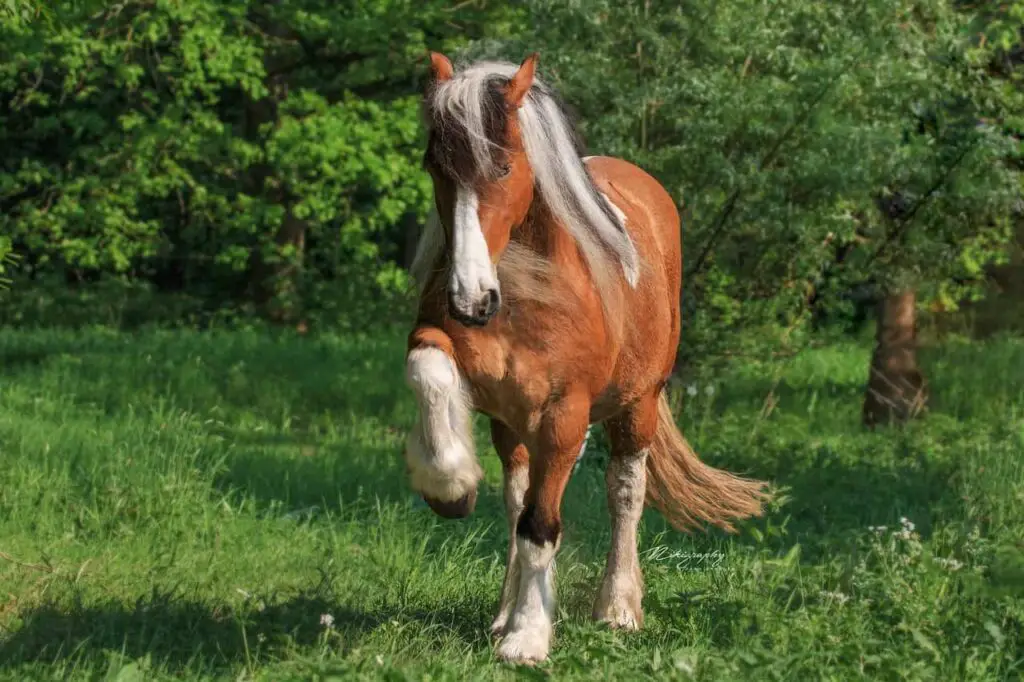 Pinto Horse