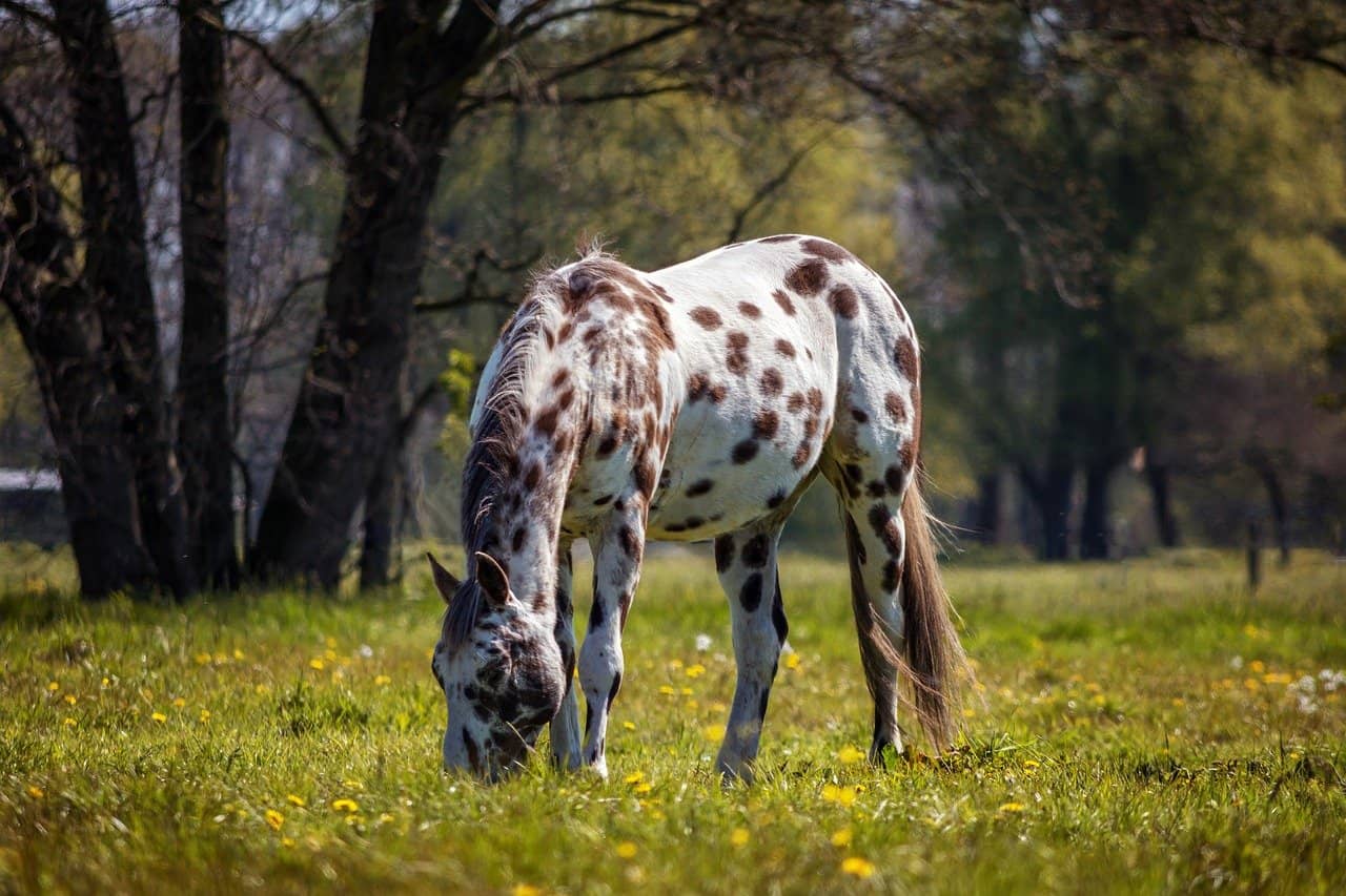 Appaloosa Horse VS Paint Horse Differences Questions Answered Xtrapets   Horse 3009771 1280 1 