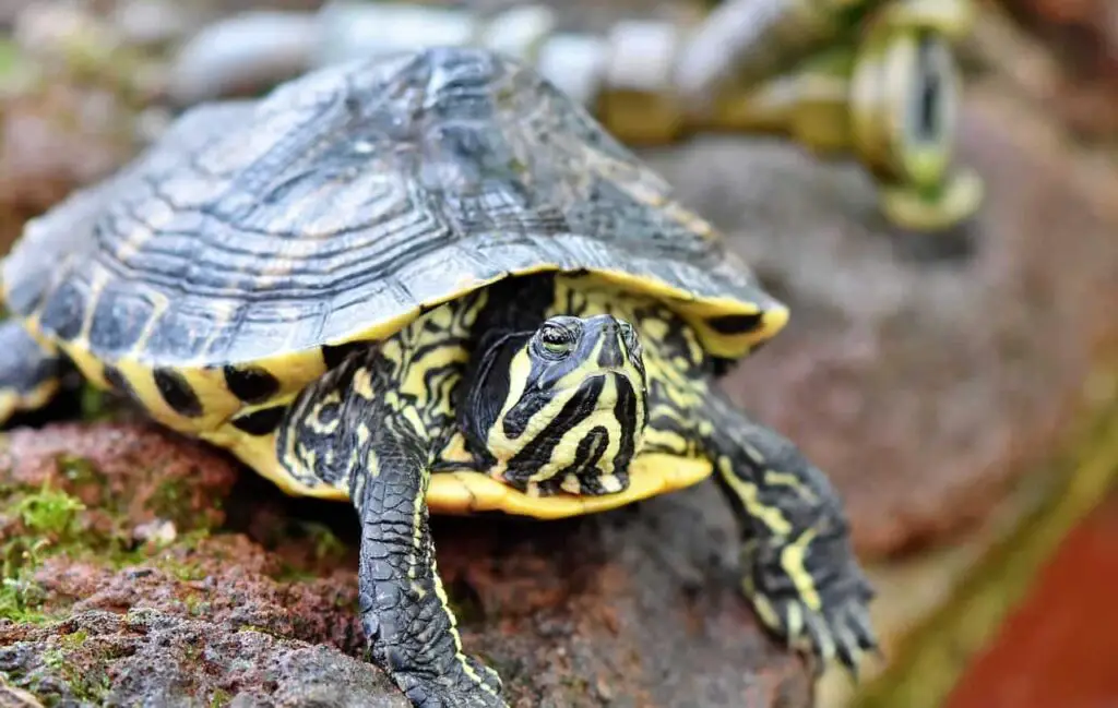 Can Turtles Drink Tap Water? (Is It Safe?) – https://xtrapets.com