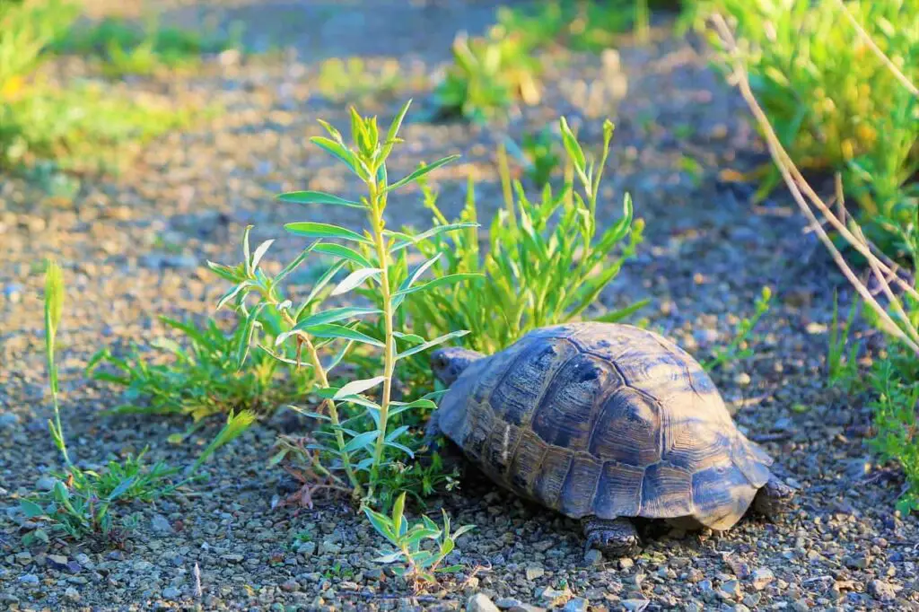 Tortoises