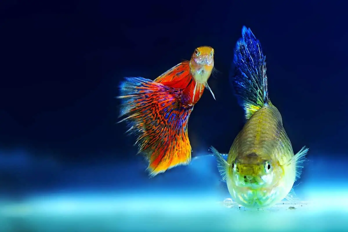 10 Gallon Tank: 15 Things You Should Know (For Beginners)