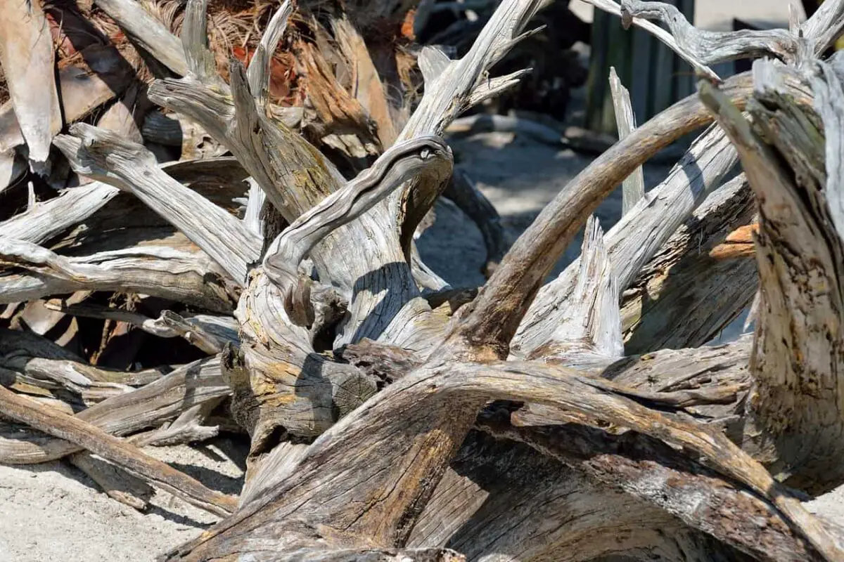 Driftwood for Aquarium: 17 Answers You Should Know