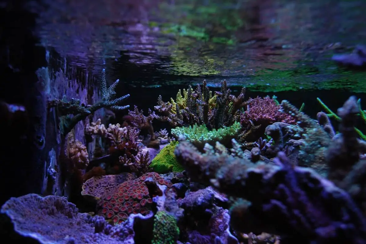 Reef Tank: 15 Helpful Answers You Should Know (For Beginners)