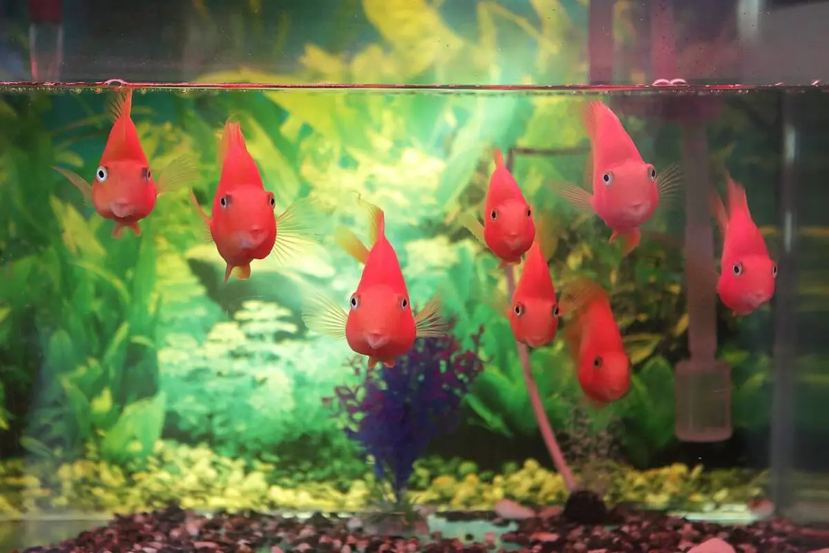 90-Gallon Aquarium: 9 Things You Should Know (For Beginners)
