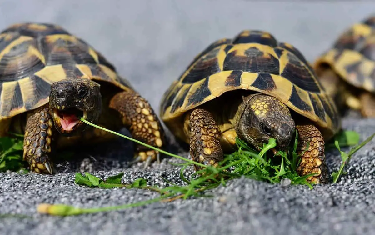 Tortoises and Snakes: 9 Things You Should Know