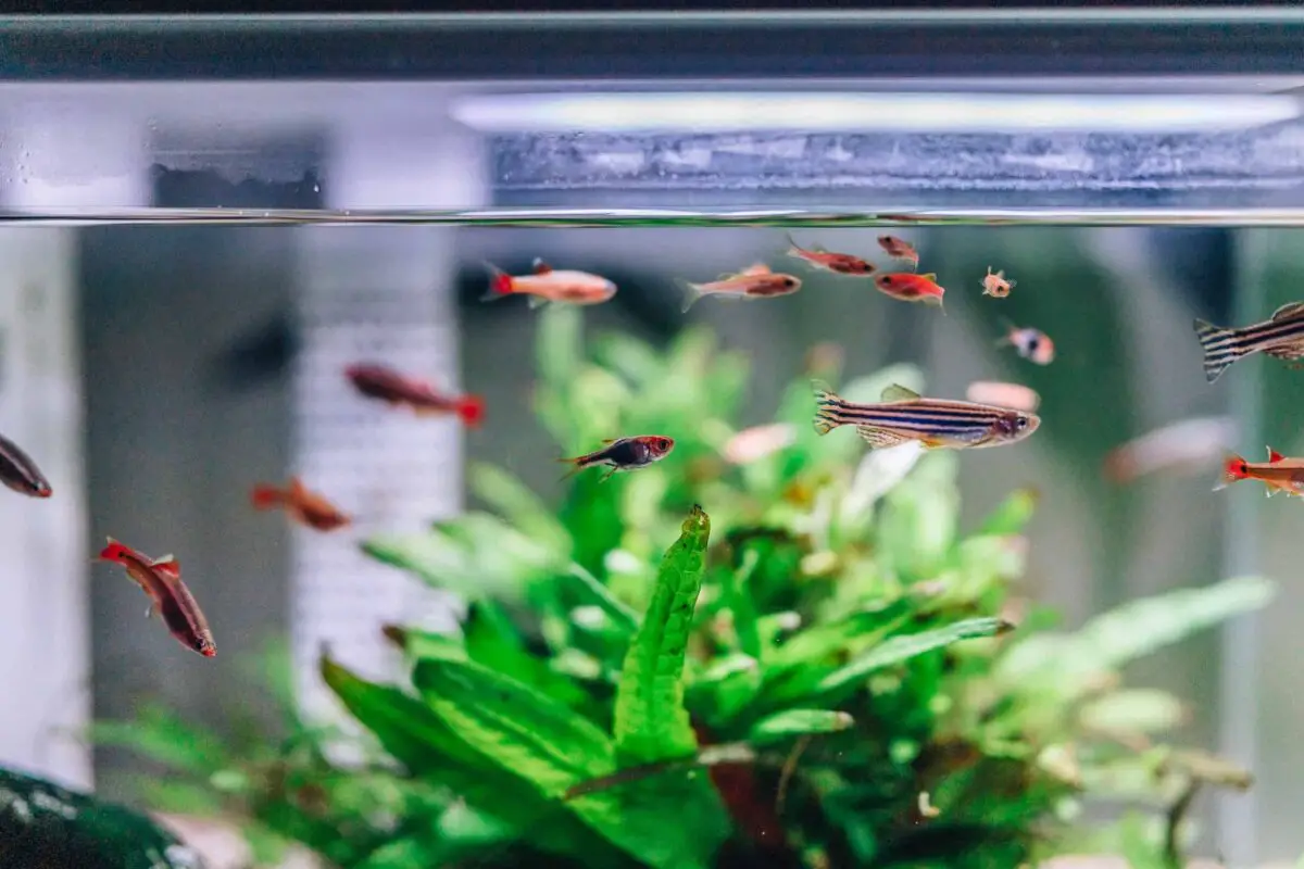 Rimless Aquarium: 9 Things You Should Know (For Beginners)