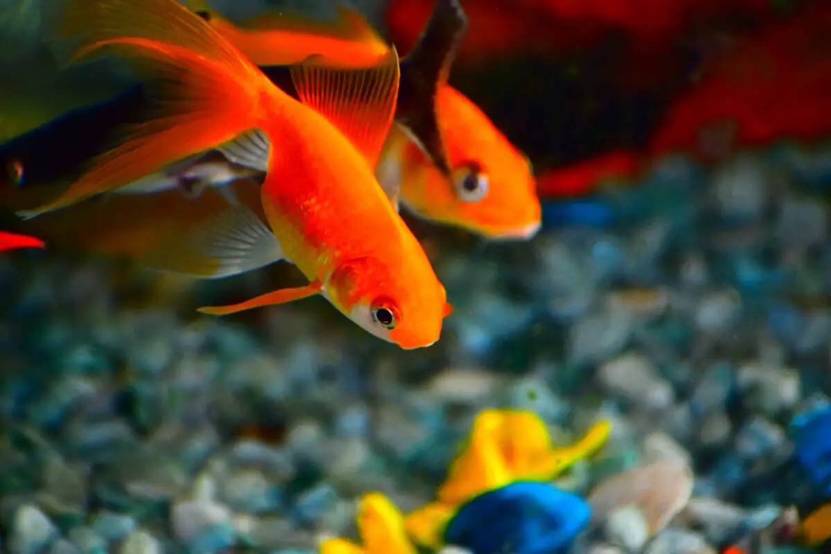 Aquarium Substrate: 8 Things You Should Know (For Beginners)