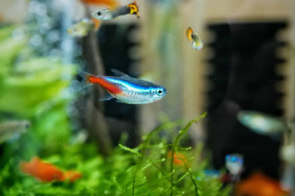Aquarium Heater: 16 Things You Should Know (For Beginners)