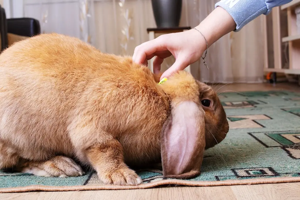 Are Rabbits Affectionate to Humans?
