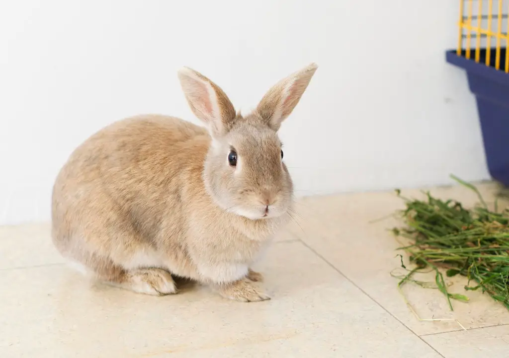 Are Rabbits Related to Rodents? Which Are Smarter?