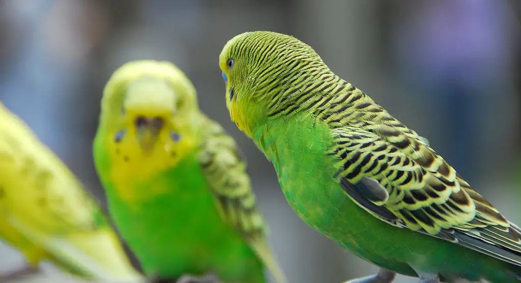 7 Reasons Why Parakeets Are So Popular