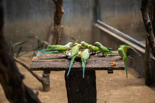 Benefits of Feeding Watermelon to Lovebirds